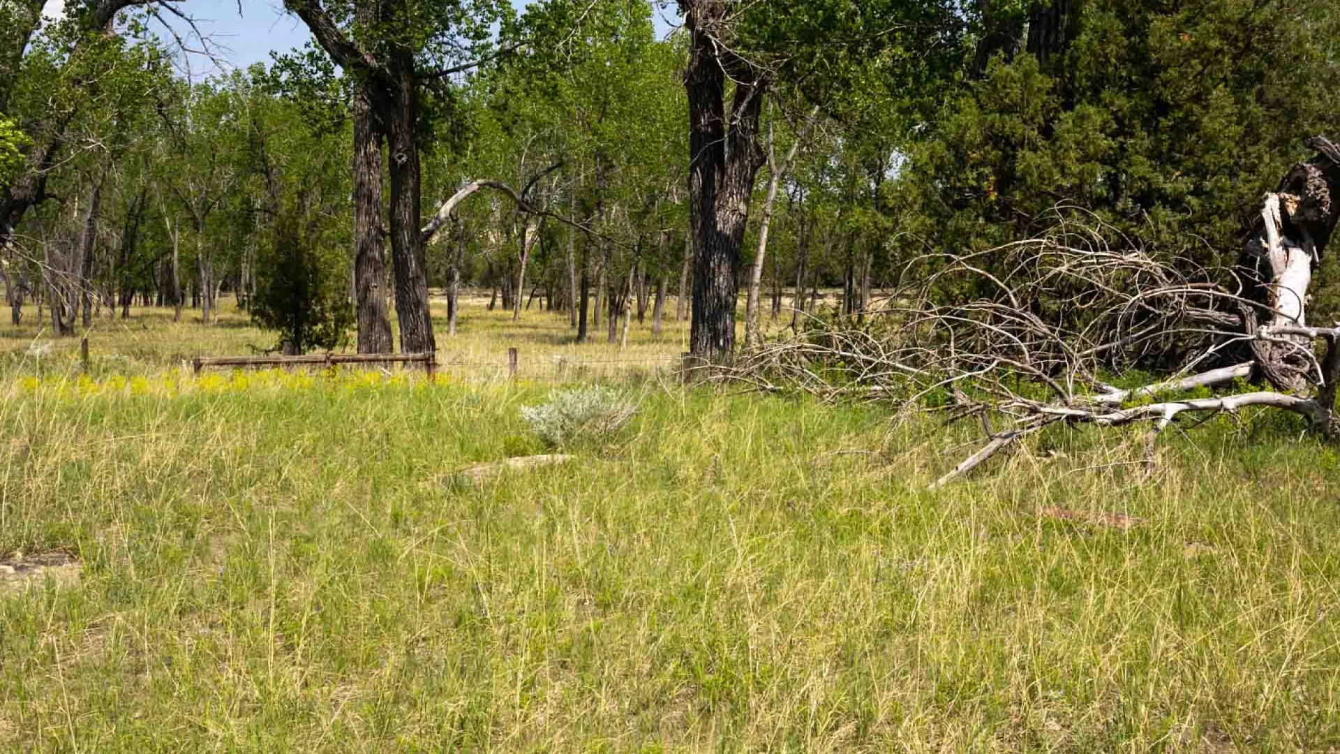 The Elkhorn Ranch site today: open grass and cottonwood trees where the ranch buildings once stood, with no structures remaining