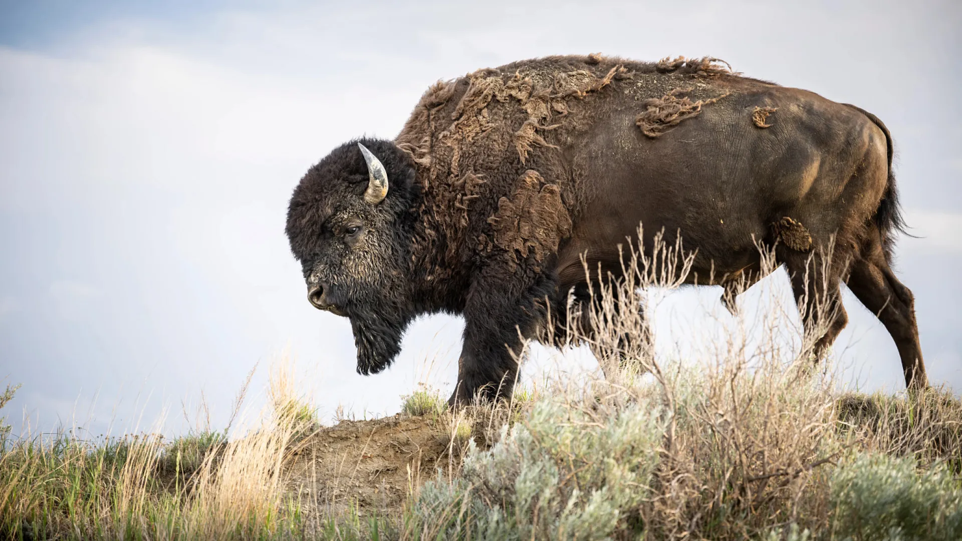 An American bison standing on a grassy ridge in the North Dakota Badlands