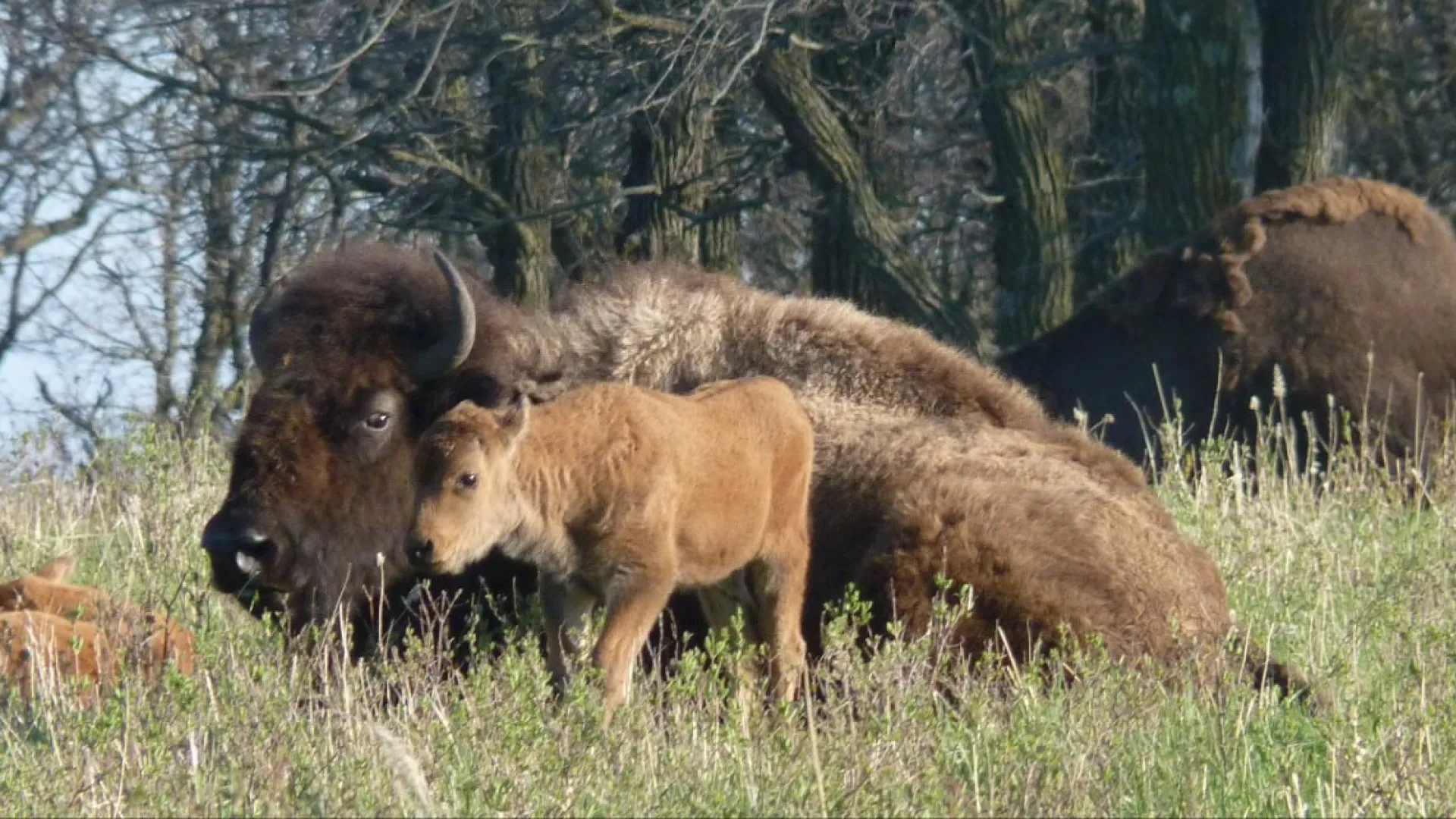 A bison cow lying in tall grass with a reddish calf standing beside her at the edge of a woodland.
