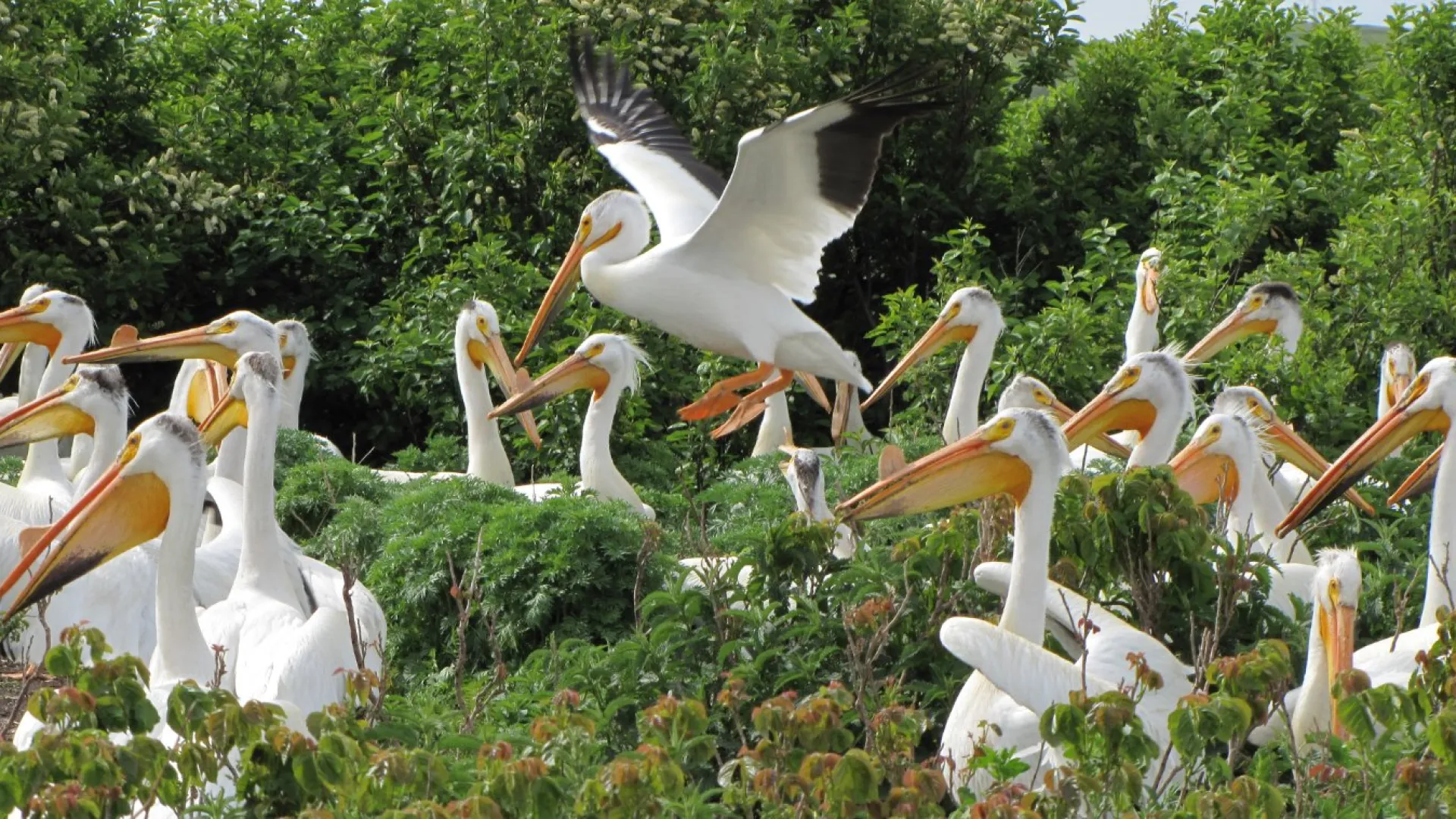 A crowd of large white pelicans with orange bills on a green nesting island, one in flight.