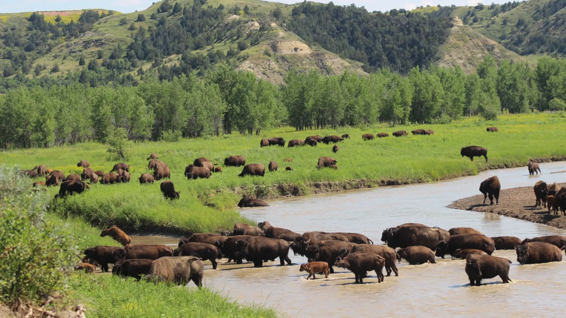 A herd of bison crossing the Little Missouri River below green hills