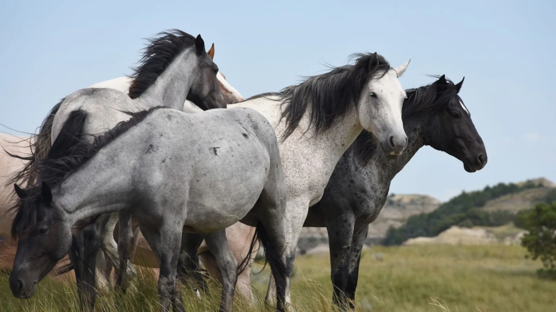 A band of gray and black wild horses standing together on the prairie in Theodore Roosevelt National Park
