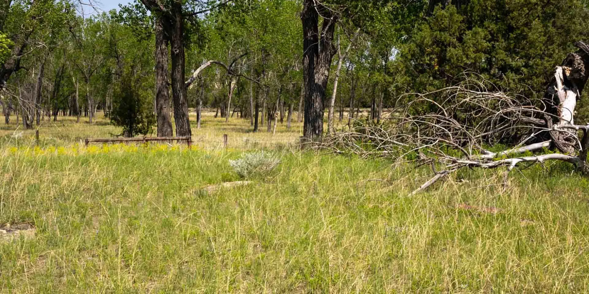 The Elkhorn Ranch site today: open grass and cottonwood trees where the ranch buildings once stood, with no structures remaining