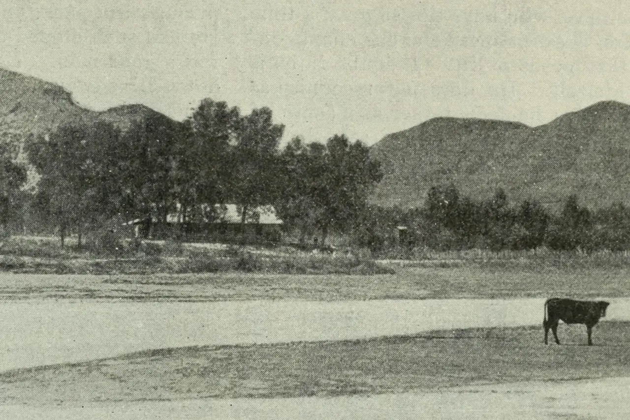 Photograph of the Badlands with a cow