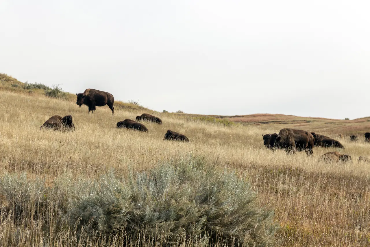 Photograph of bison