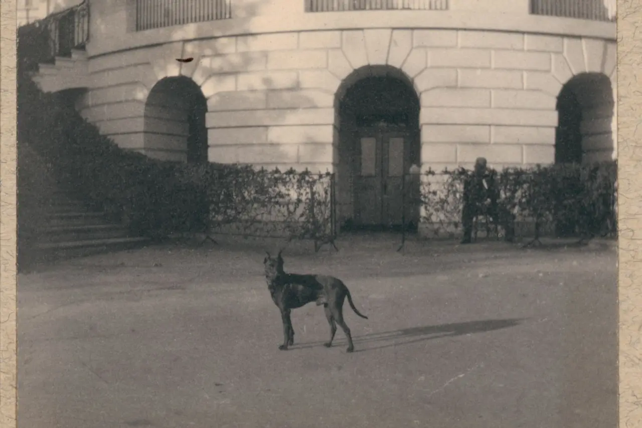 Photograph of one of Theodore Roosevelt's dogs