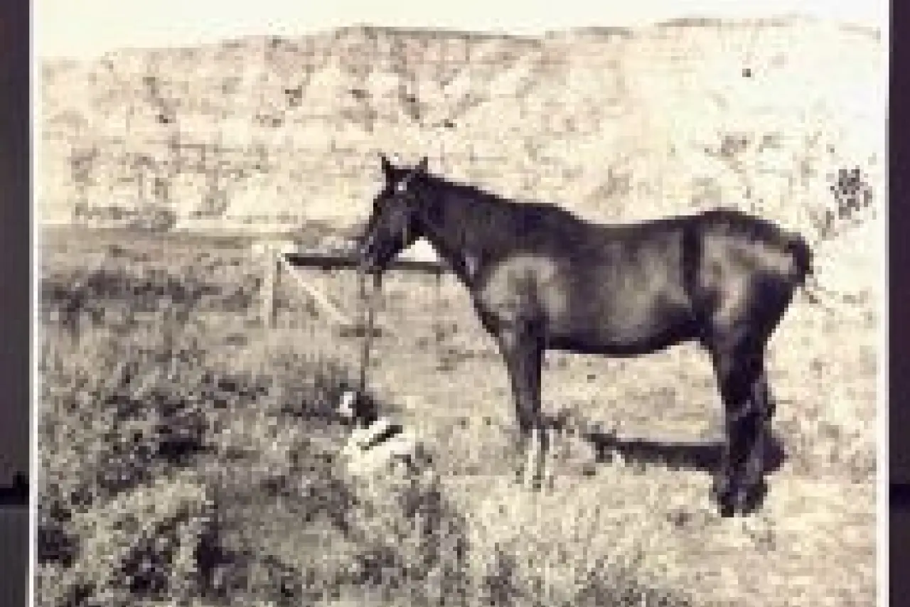 Theodore Roosevelt's horse, Peacock