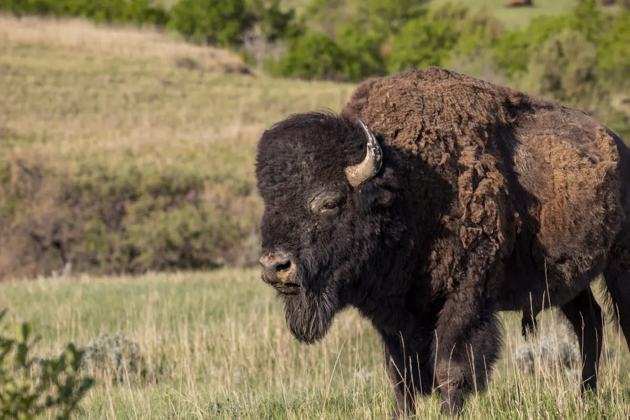 Bison in TR National Park