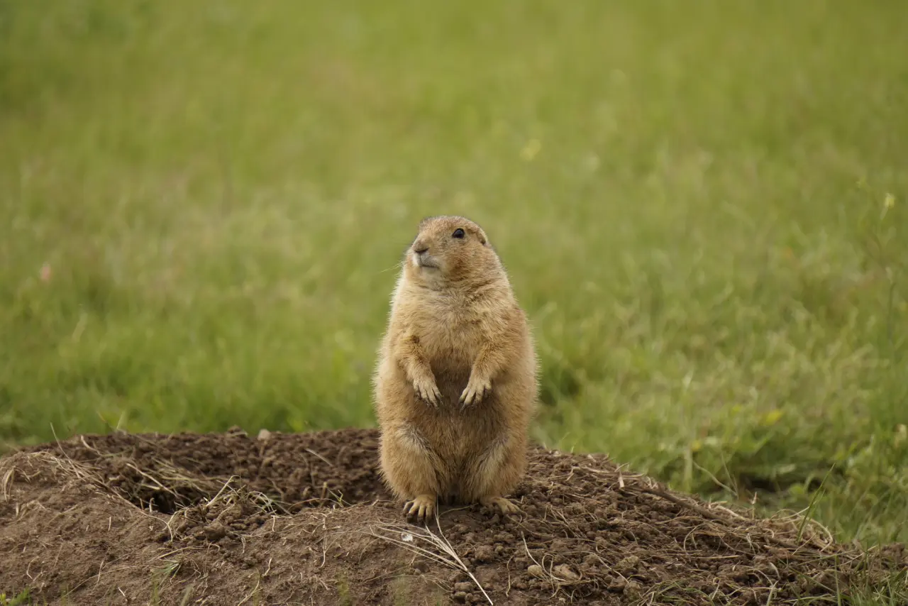 Prairie Dog in TR National Park