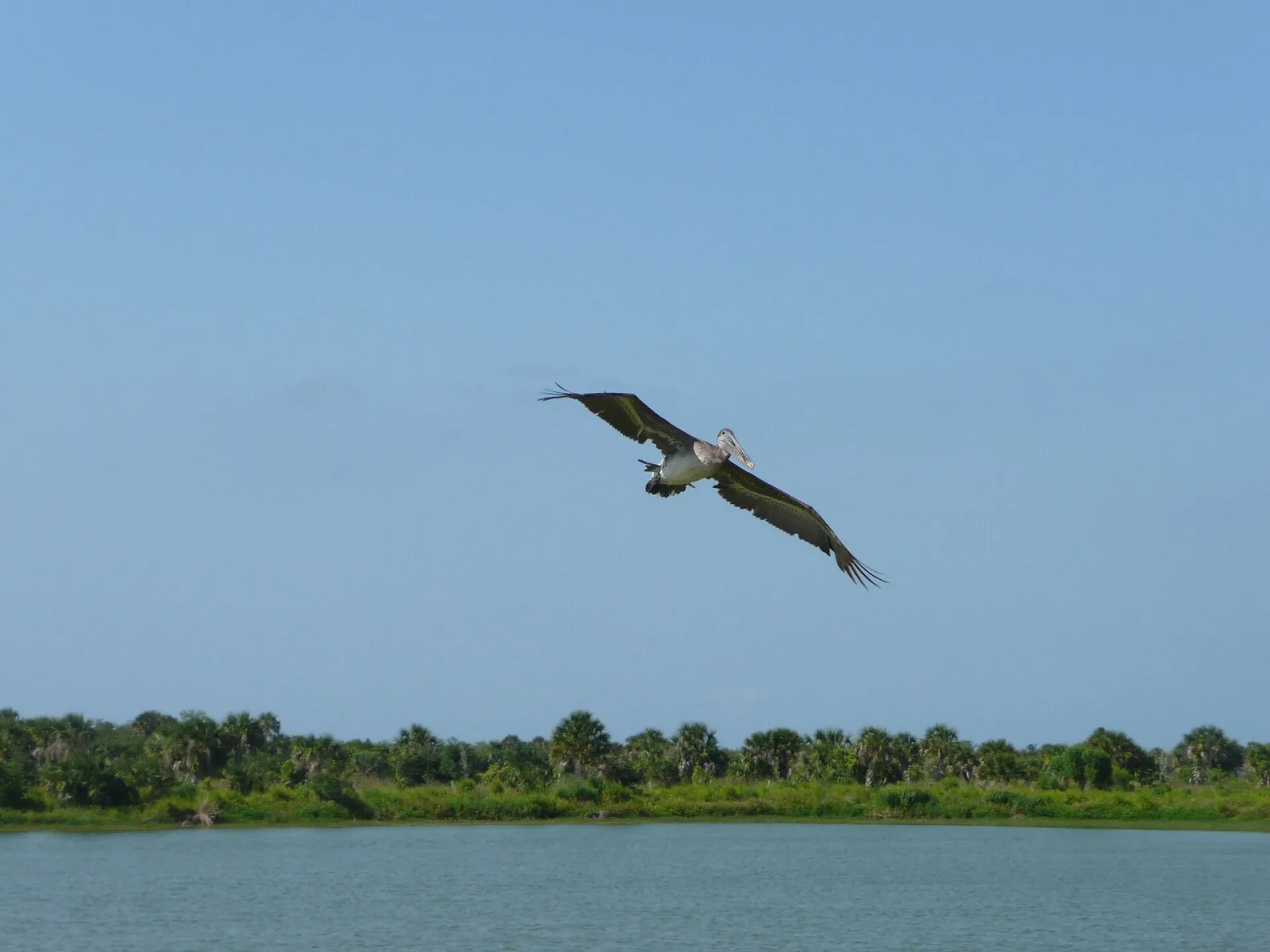 A brown pelican soaring over the water at Pelican Island National Wildlife Refuge, Florida