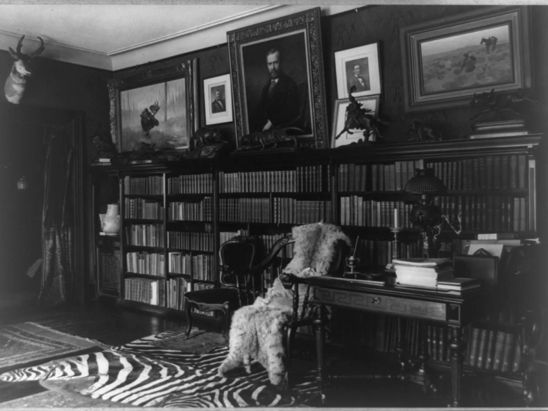 The book-lined library room at Sagamore Hill with a zebra-skin rug