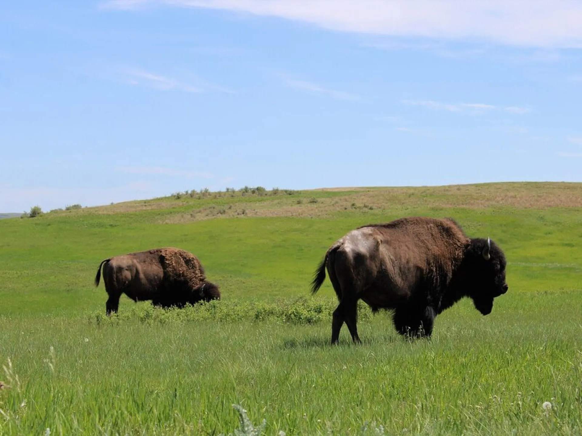 Two bison grazing on open green prairie