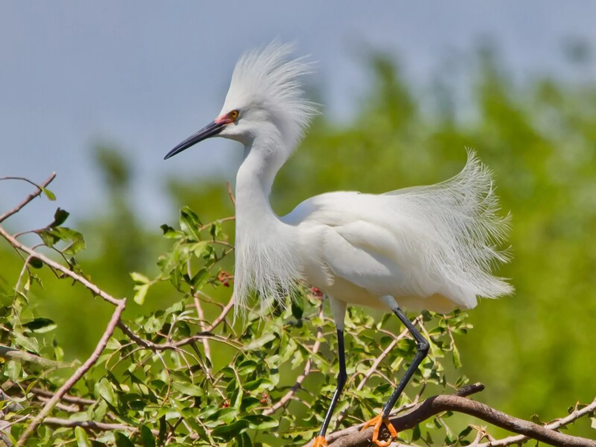 A snowy egret displaying its breeding plumes