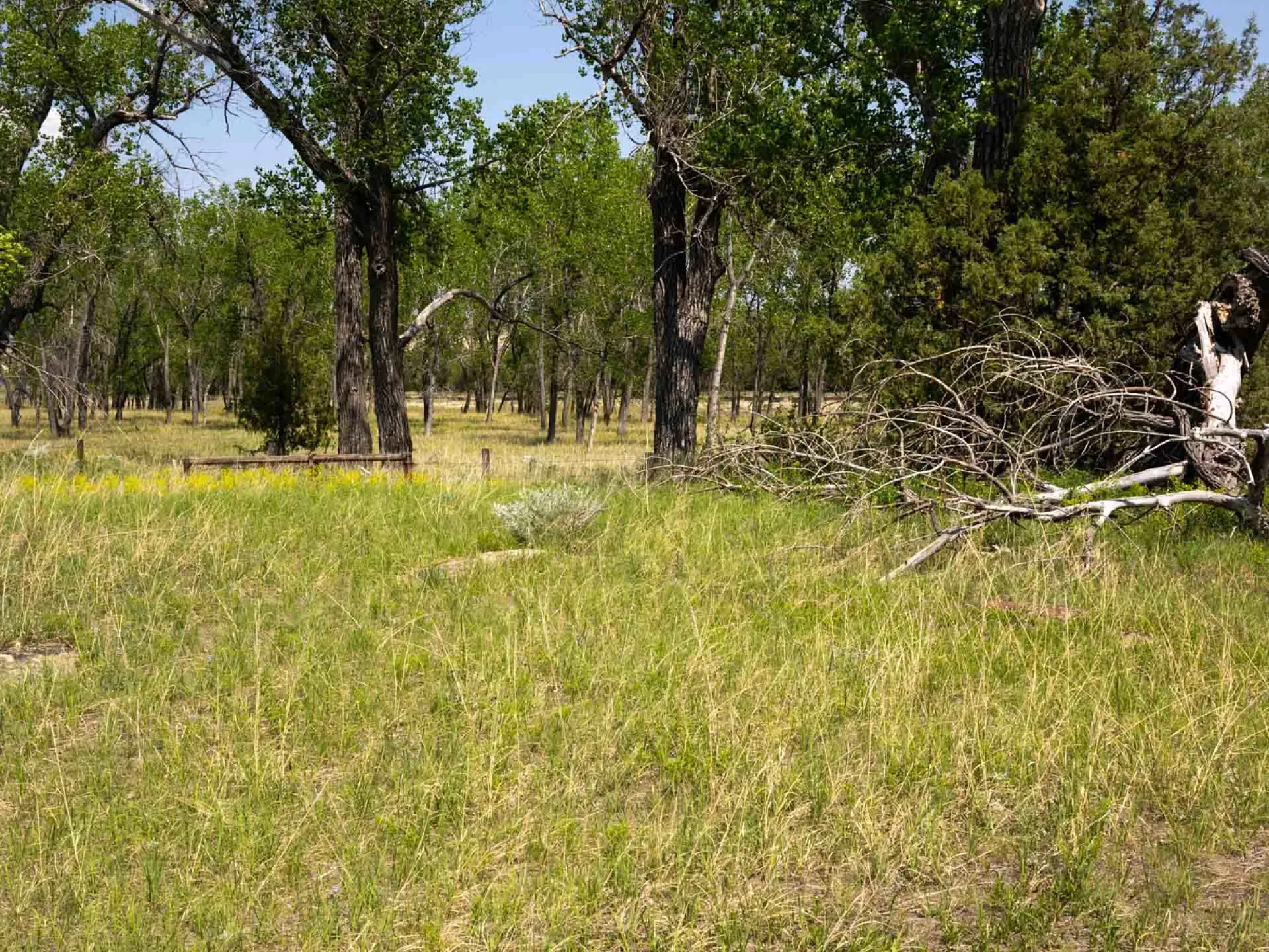 The Elkhorn Ranch site today: open grass and cottonwood trees where the ranch buildings once stood, with no structures remaining