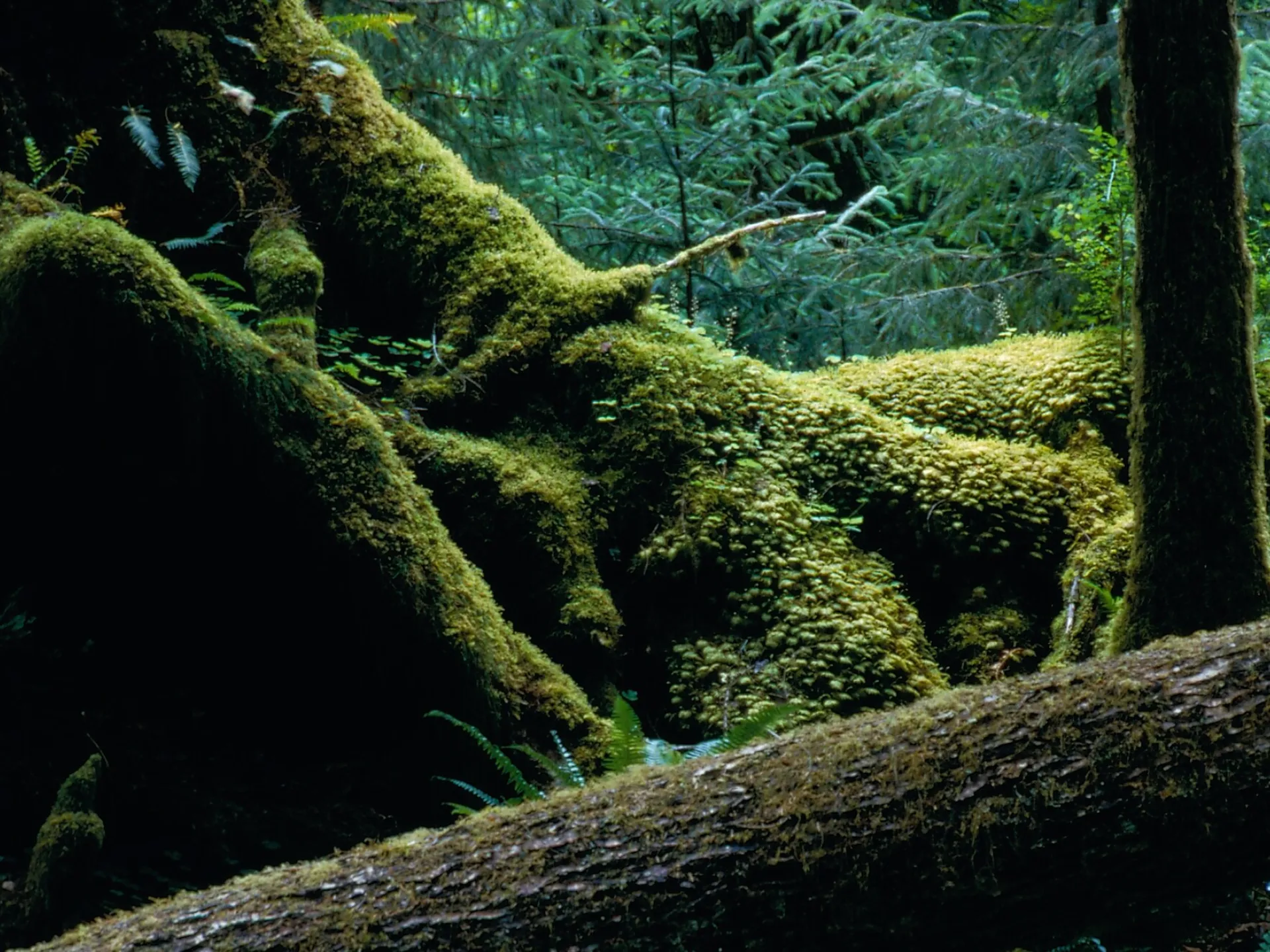 Moss-covered fallen logs and ferns on the forest floor of the Hoh Rain Forest in Olympic National Park, Washington