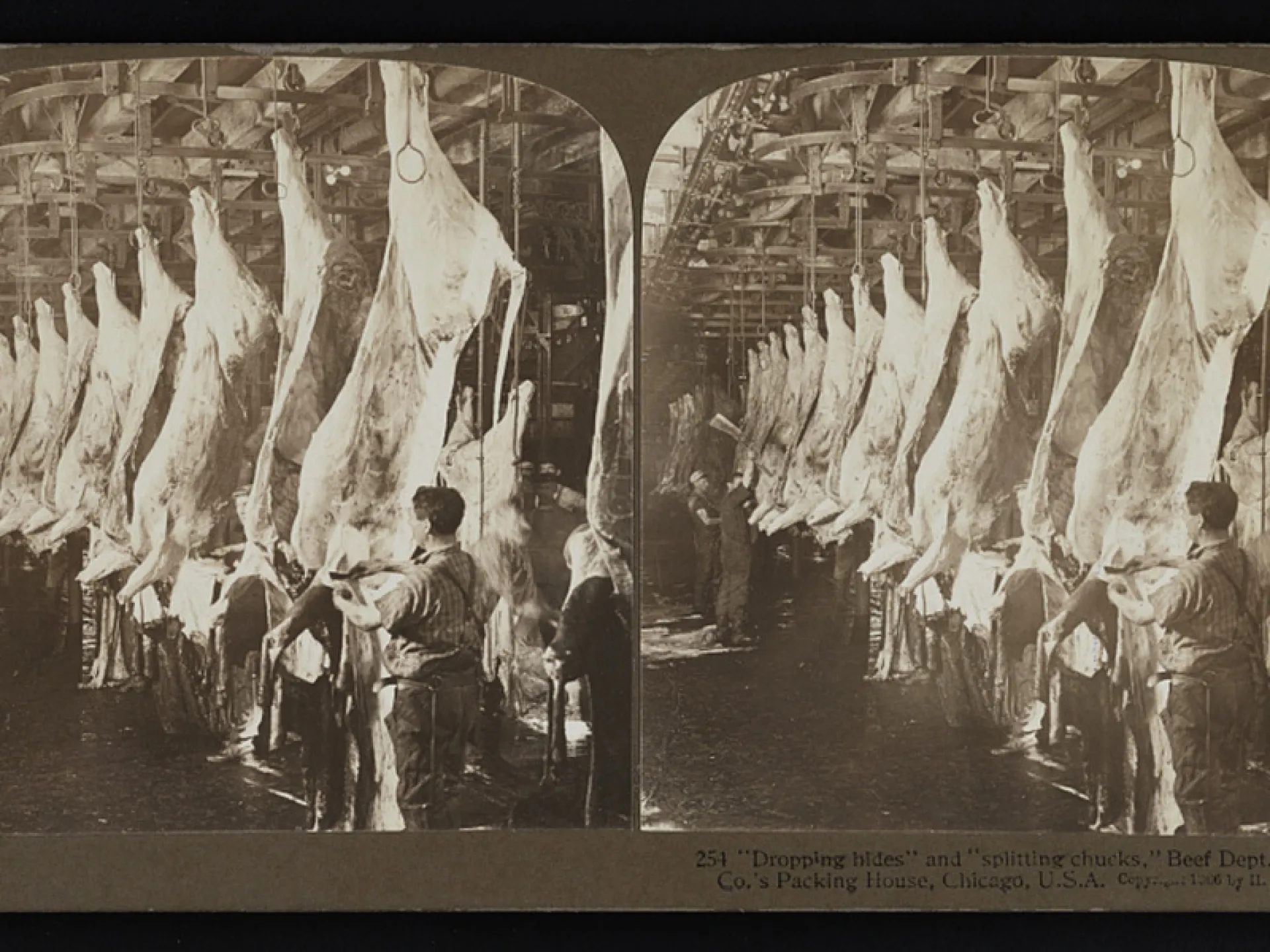 Workers dressing beef carcasses at a Chicago packing house, 1906