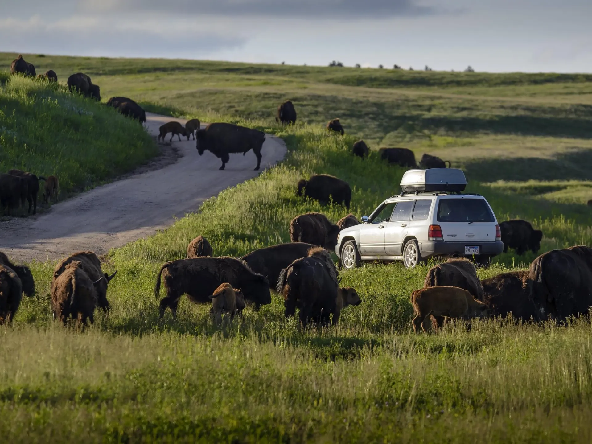A herd of bison grazing beside the Wildlife Loop Road in Custer State Park, with a car stopped among them