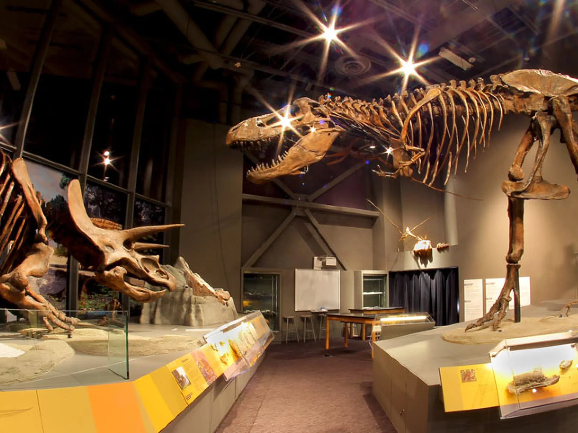 Tyrannosaurus rex and Triceratops skeletons mounted in the North Dakota Heritage Center
