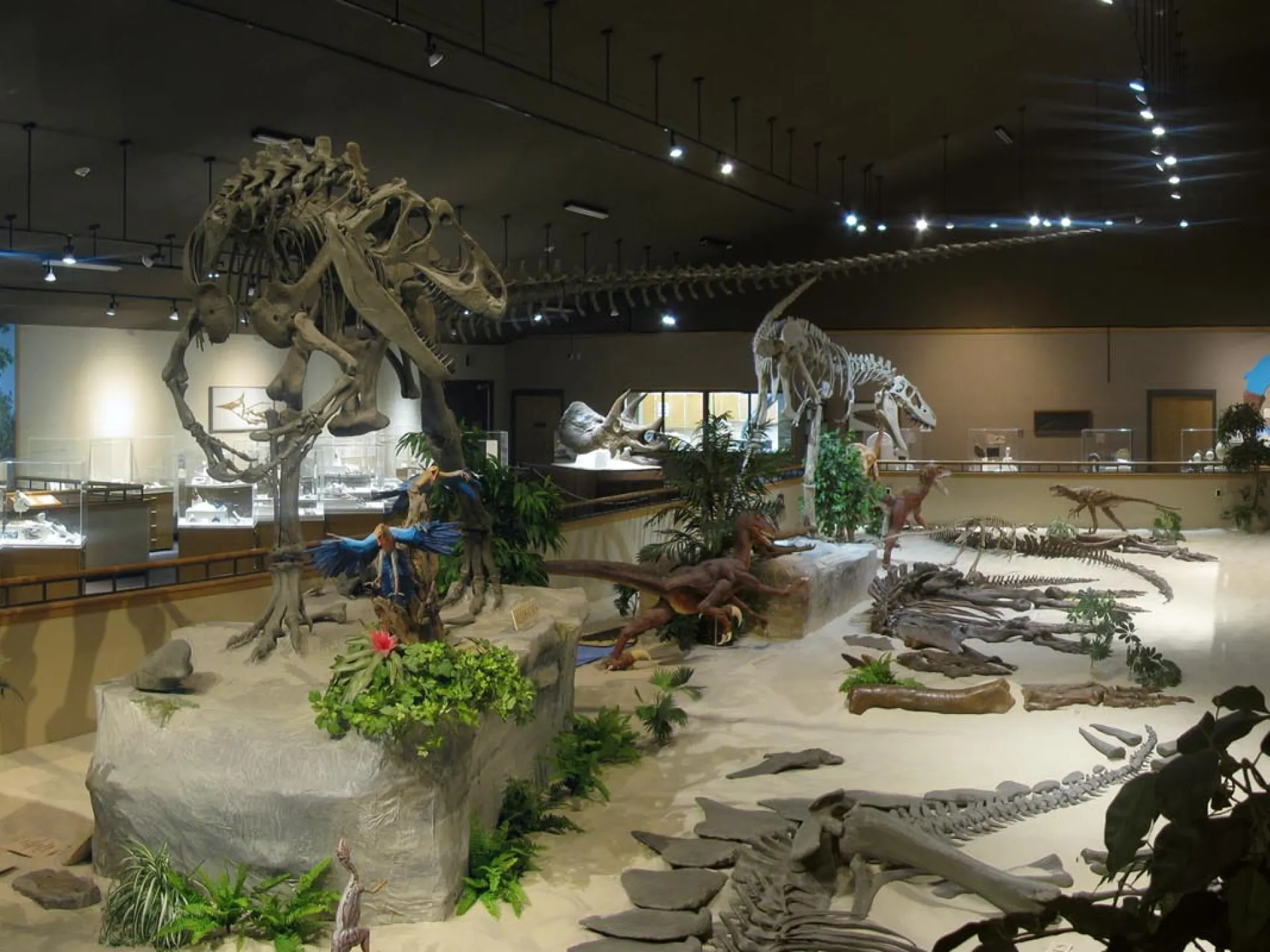 Mounted dinosaur skeletons in the main hall of the Badlands Dinosaur Museum
