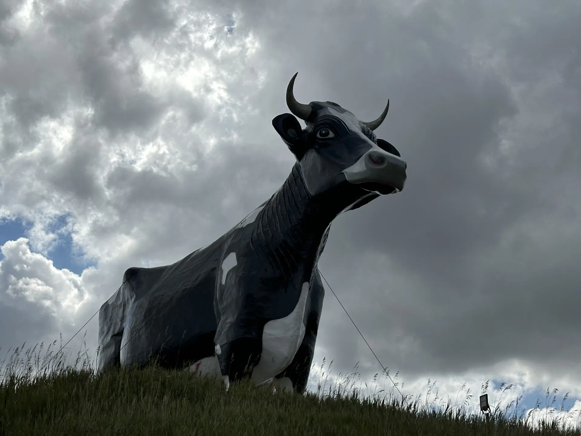 A giant fiberglass Holstein cow statue on a hill