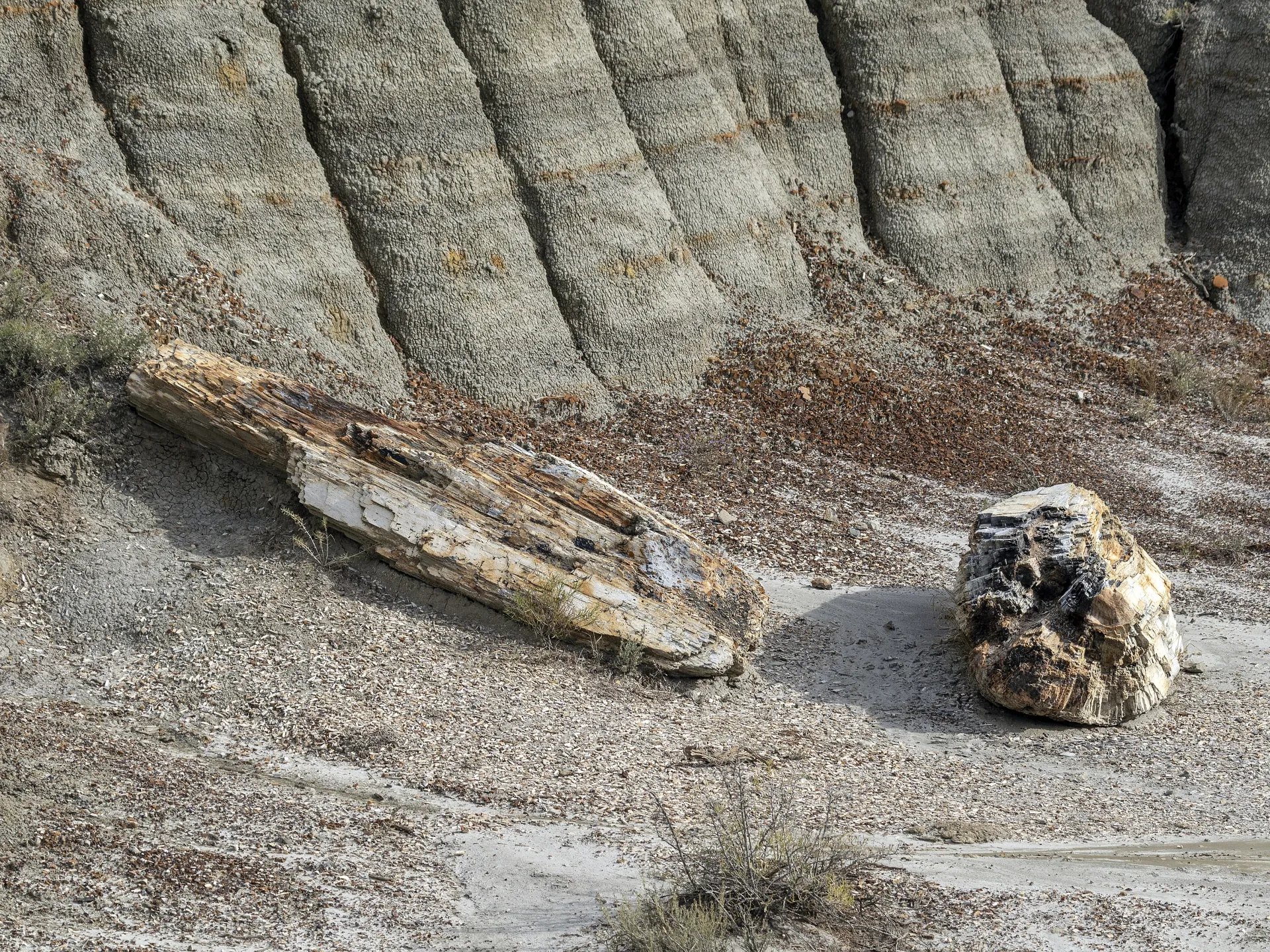 Petrified logs lying among striped badlands strata in the South Unit