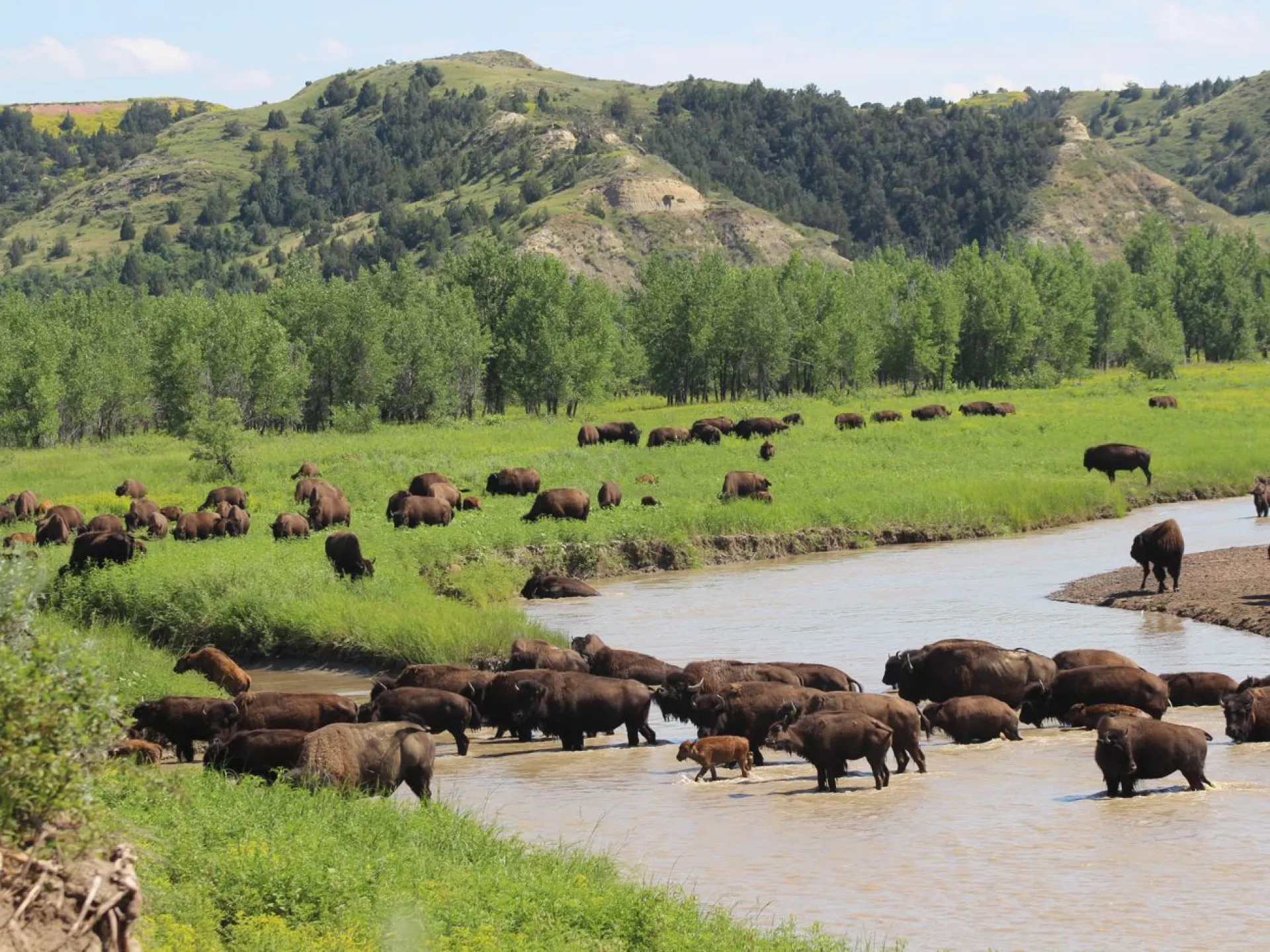 A herd of bison crossing the Little Missouri River below green hills