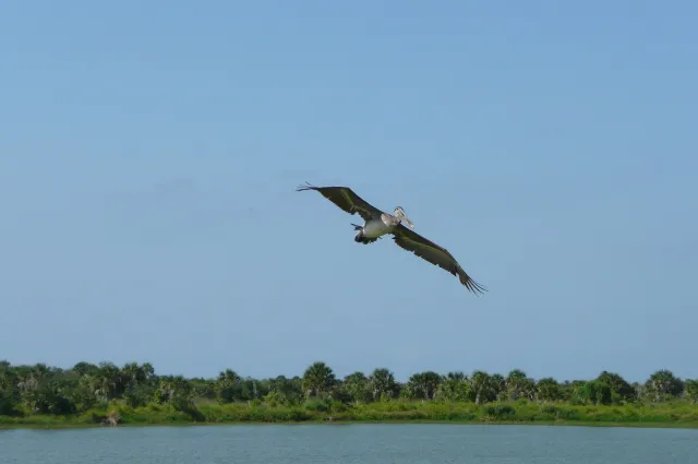 A brown pelican soaring over the water at Pelican Island National Wildlife Refuge, Florida