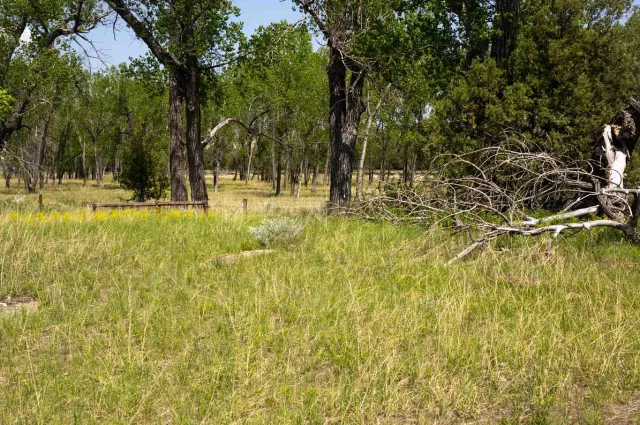 The Elkhorn Ranch site today: open grass and cottonwood trees where the ranch buildings once stood, with no structures remaining
