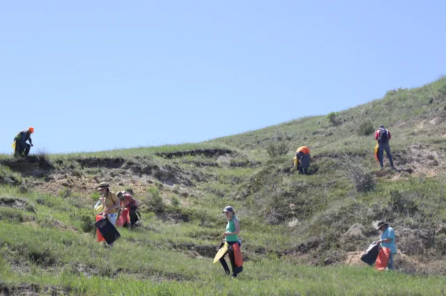 Volunteers working across a badlands slope collecting seed