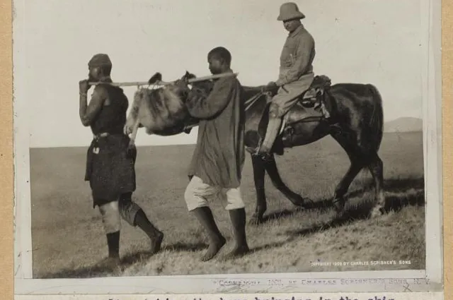 Theodore Roosevelt in a safari camp watching men carry in a lion skin