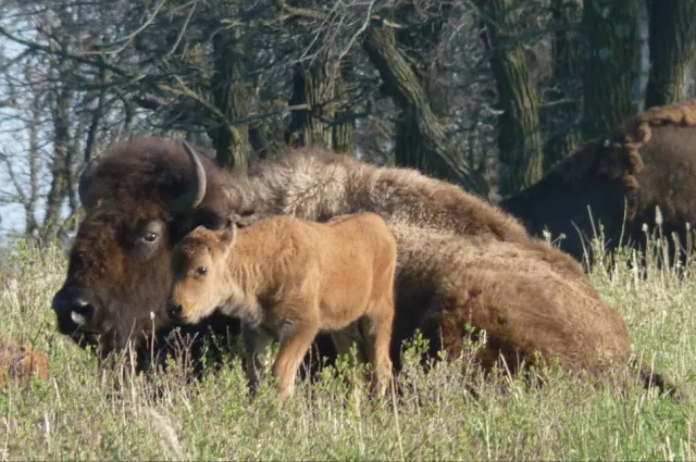 A bison cow lying in tall grass with a reddish calf standing beside her at the edge of a woodland.