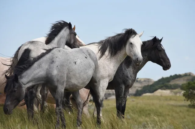 A band of gray and black wild horses standing together on the prairie in Theodore Roosevelt National Park
