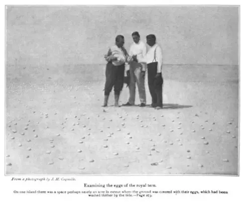 TR looking at the eggs of the royal tern