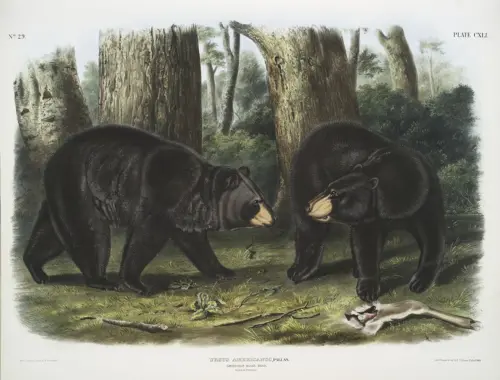 Illustration of two black bears