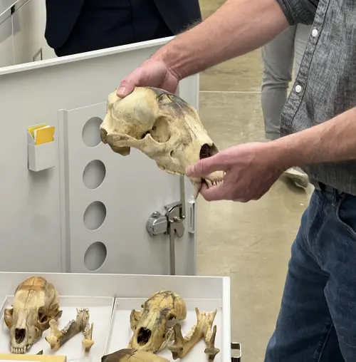 Photograph of the bear skull that Theodore Roosevelt refused to kill