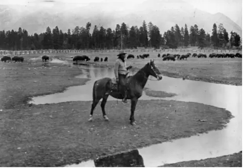 Photograph of the Pablo-Allard Buffalo Herd