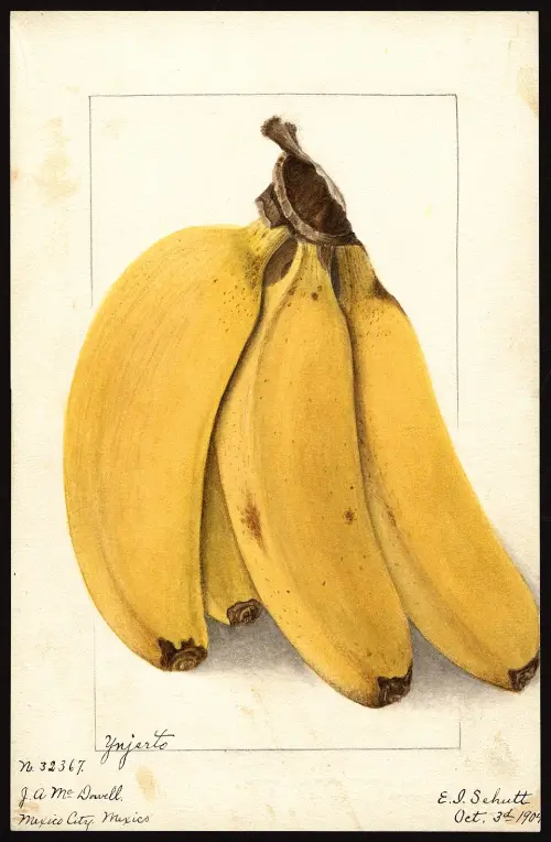 Illustration of bananas