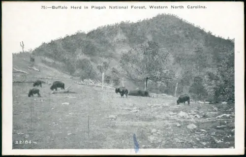 Bison in Pisgah National Forest in North Carolina
