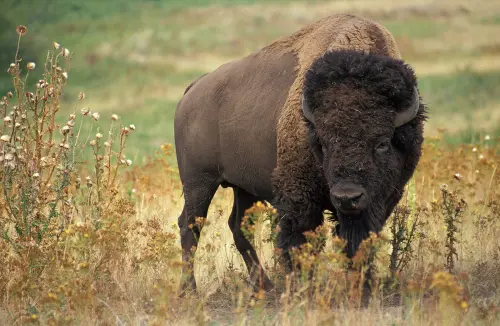 Photograph of an American bison