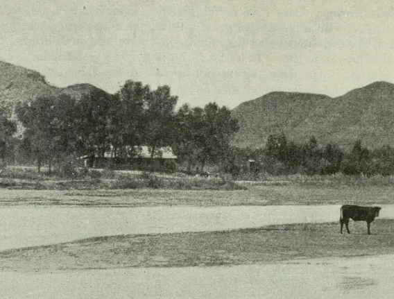 Photograph of the Badlands with a cow