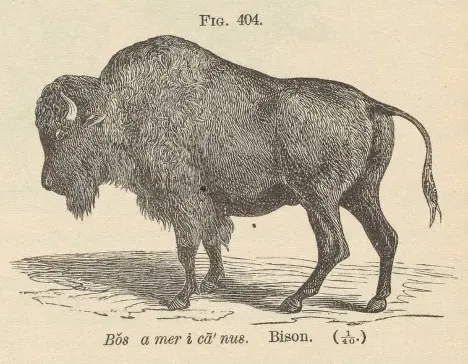 Illustration of an American bison