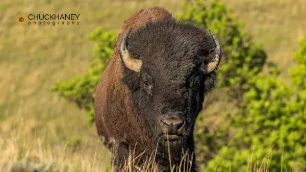 A bison bull in the Theodore Roosevelt National Park