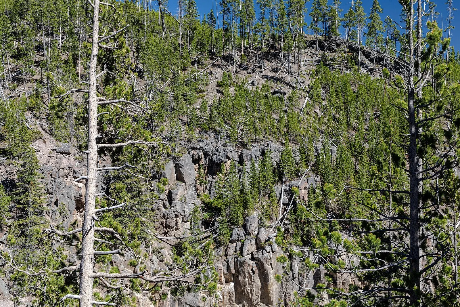 Sweeping forested canyon landscape in Yellowstone National Park