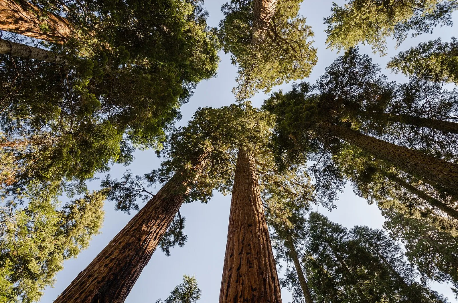 Giant sequoia trees towering against a blue sky in Sequoia National Park