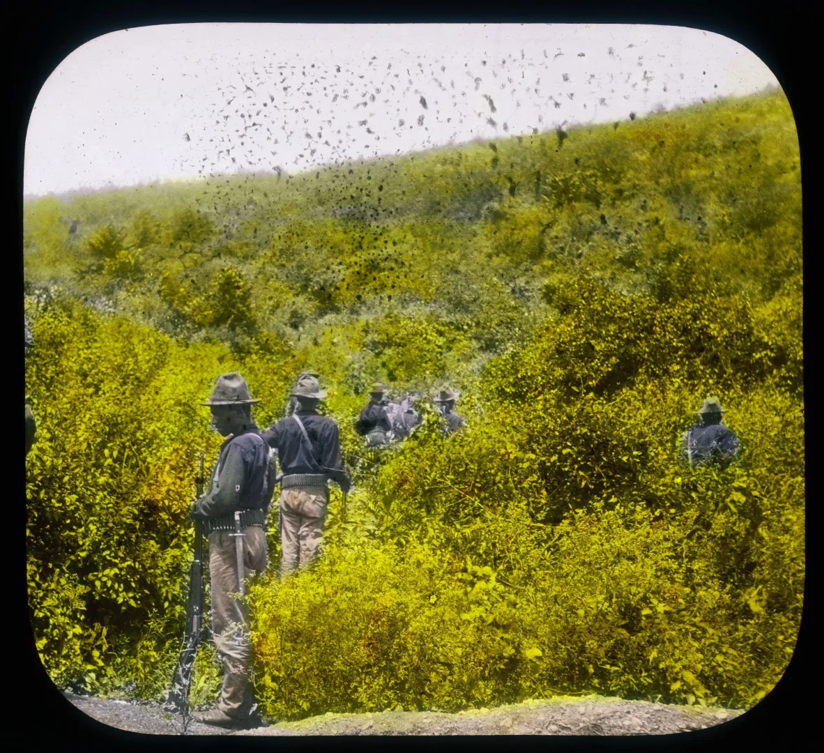 Black infantrymen with rifles advancing through dense green brush in Cuba, 1898