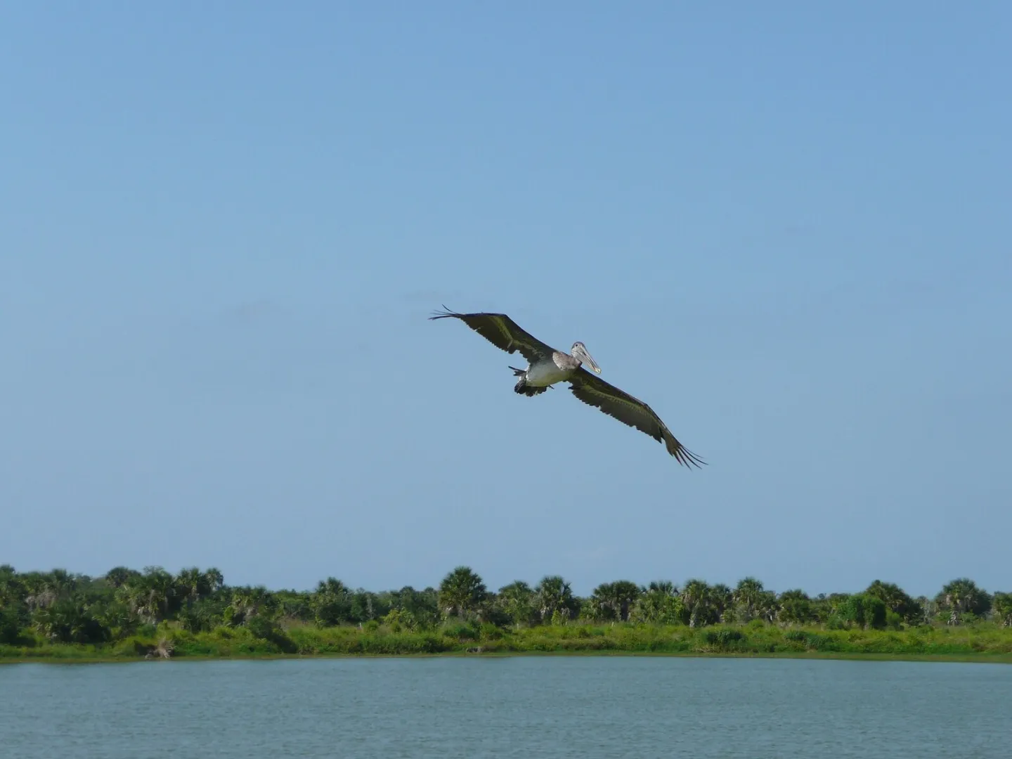 A brown pelican soaring over the water at Pelican Island National Wildlife Refuge, Florida