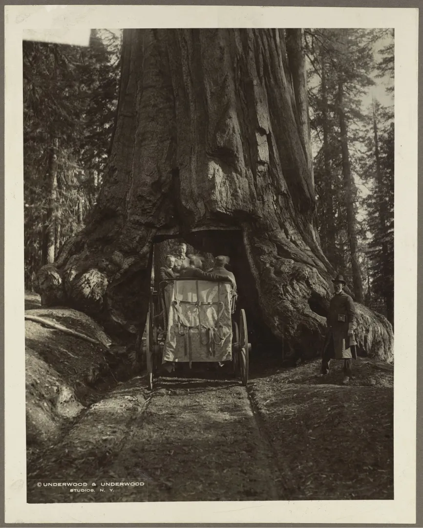 A giant sequoia towering over a small carriage passing through its base