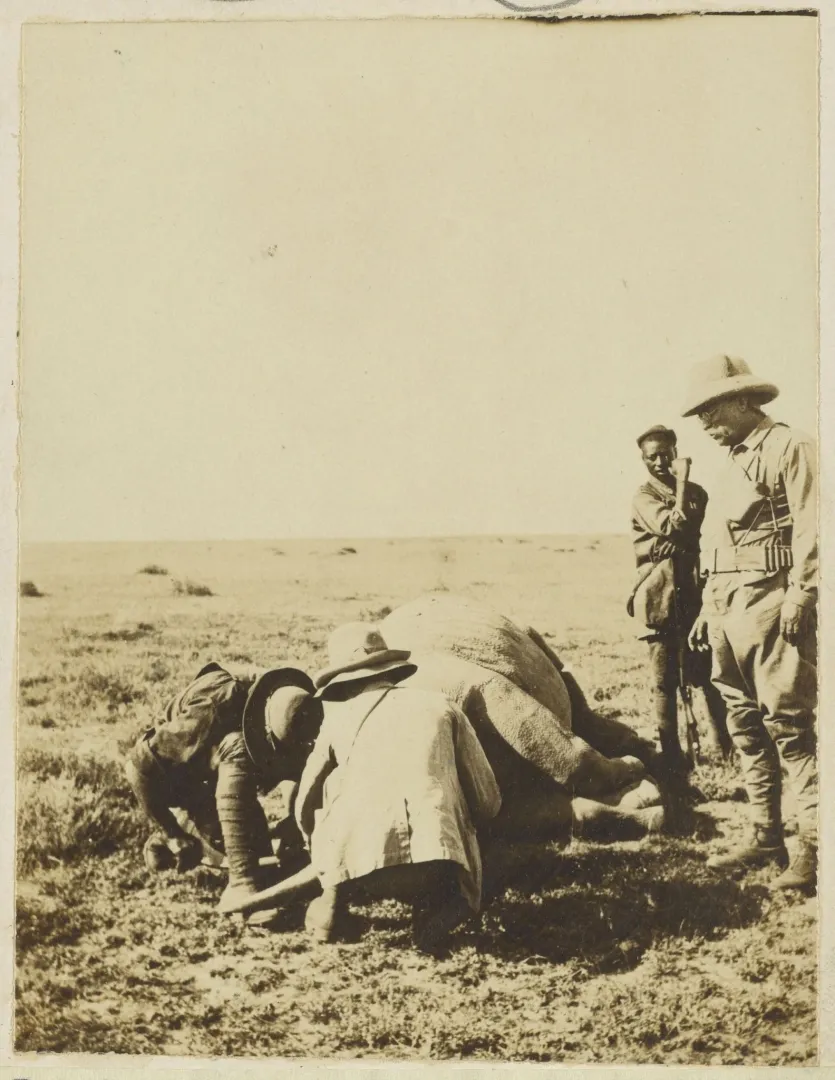 Expedition naturalists measuring the horn of a rhinoceros in the field