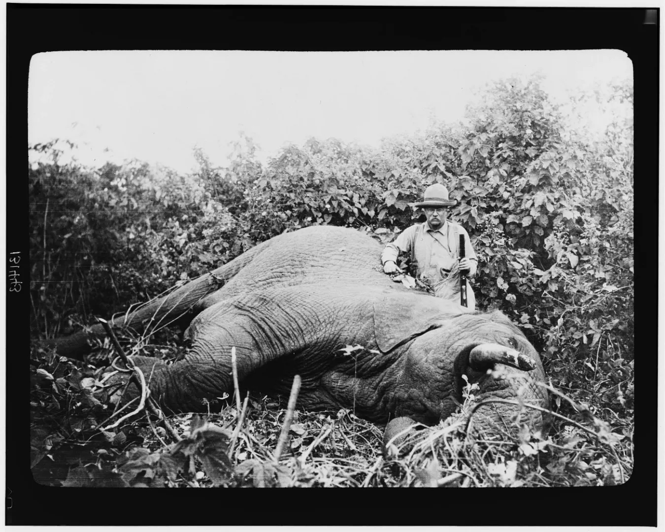 Theodore Roosevelt standing with a rifle beside a bull elephant taken during his African safari.