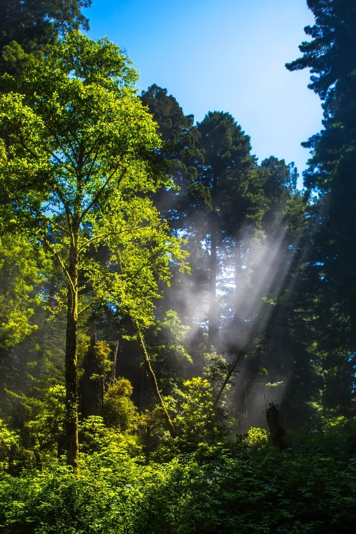 Sun rays filtering through the canopy of a tall redwood forest